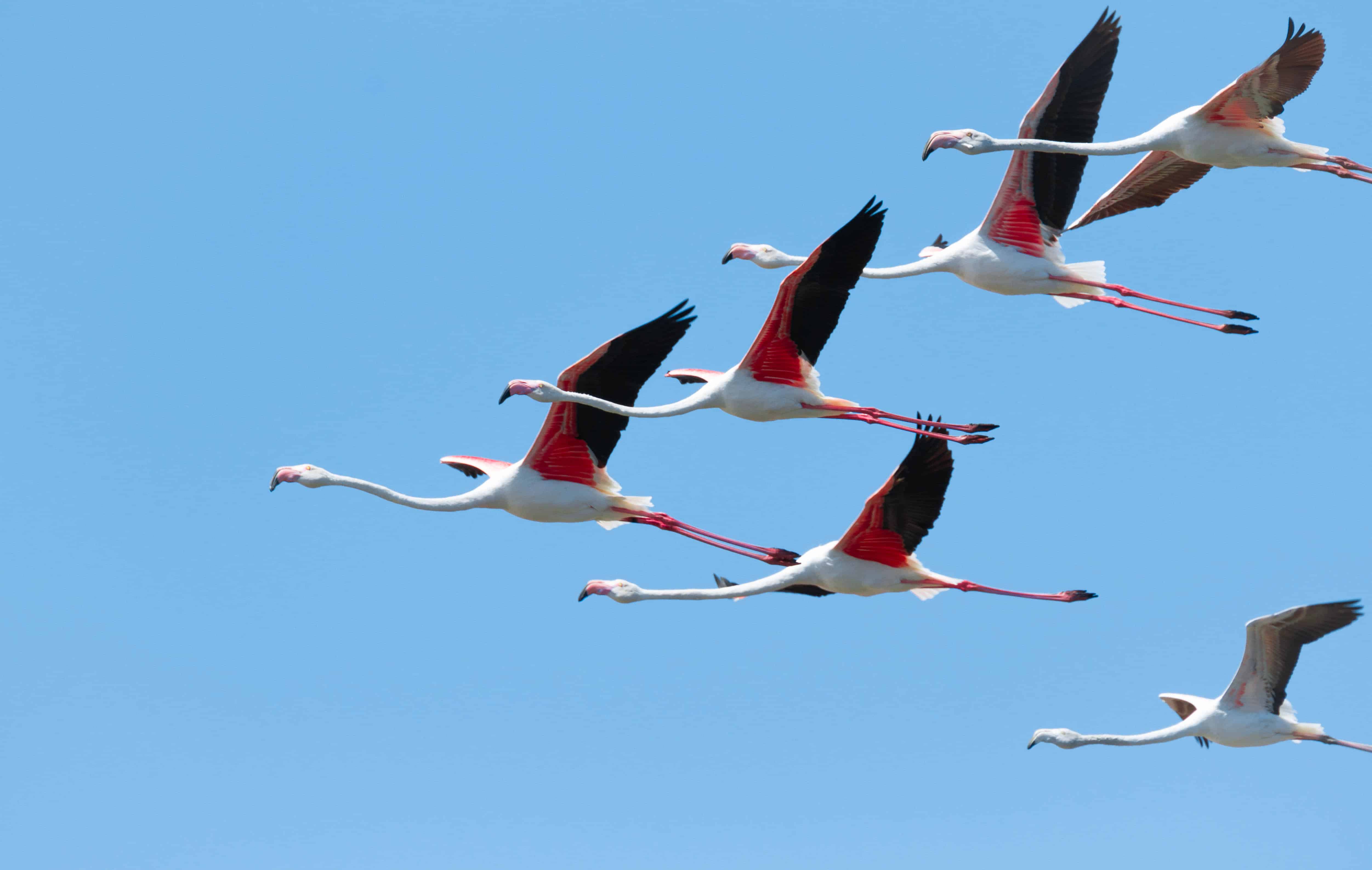 Flamingos during a Birdwatching boat tour in ria formosa
