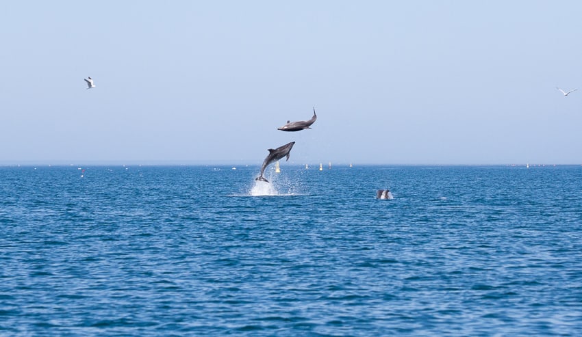 Observação de Golfinhos em Faro