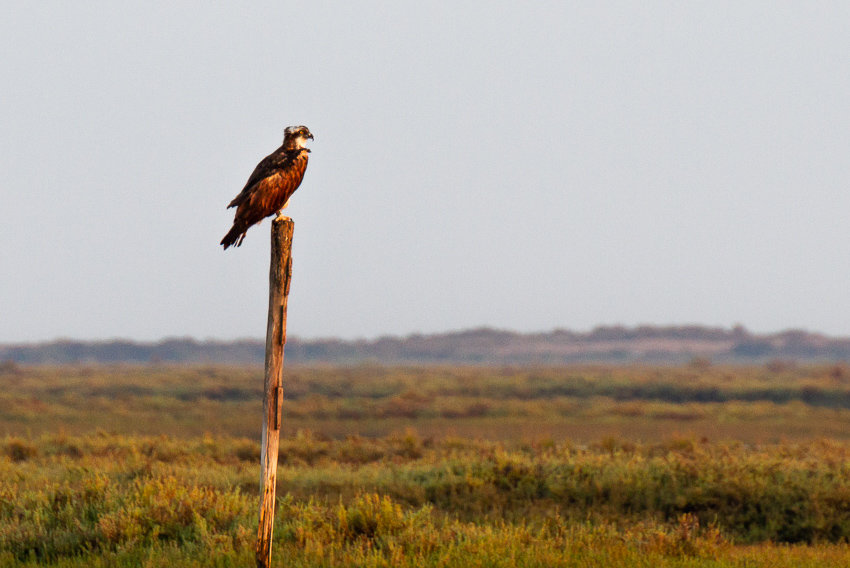 osprey in Ria Formosa spotted while cruising by boat during a birdwatching tour in the algarve