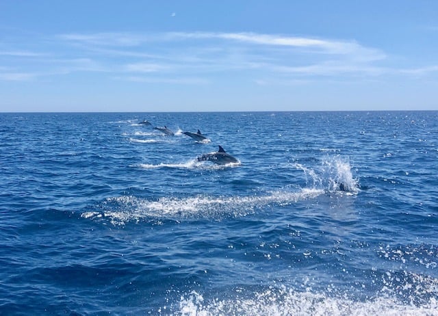 Dolphin Tours in Faro