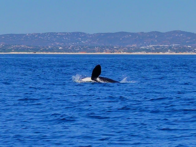 Orcas during a dolphin watching in the algarve by ocean vibes