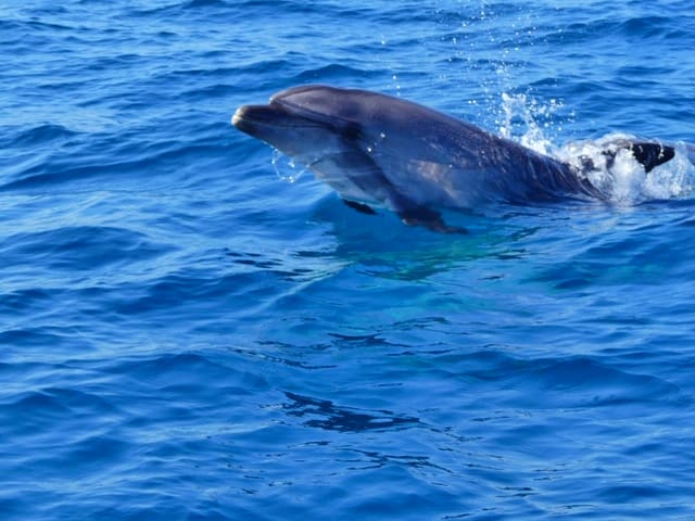 Dolphin experience faro algarve