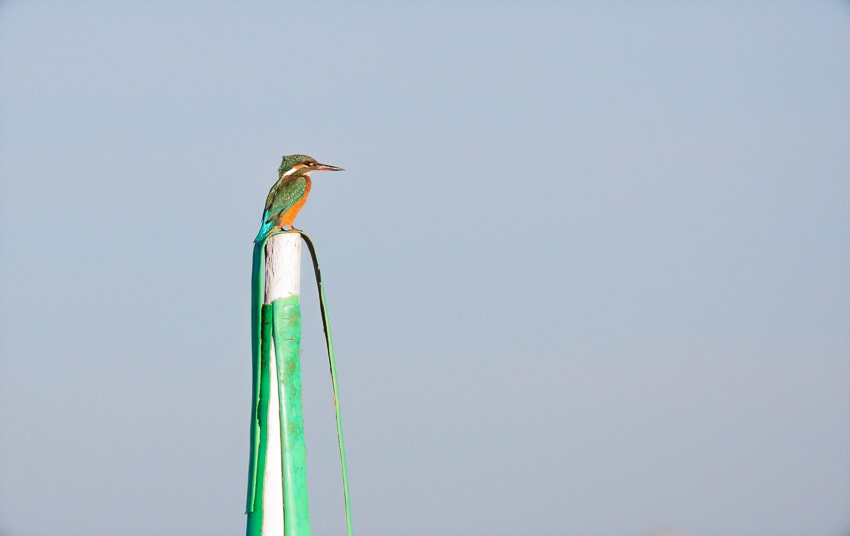 kingfisher seen at a Birdwatching Ria Formosa