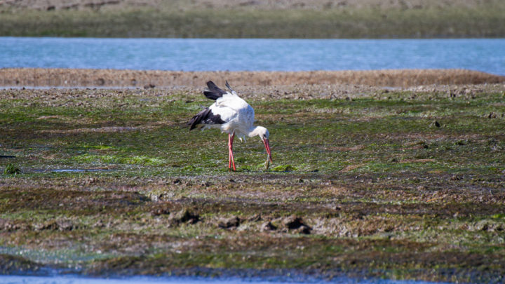 stork in faro spotted during a boat trip with ocean vibes