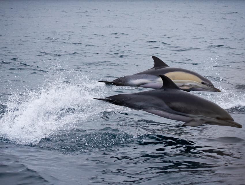 Golfinhos Faro Ocean Vibes