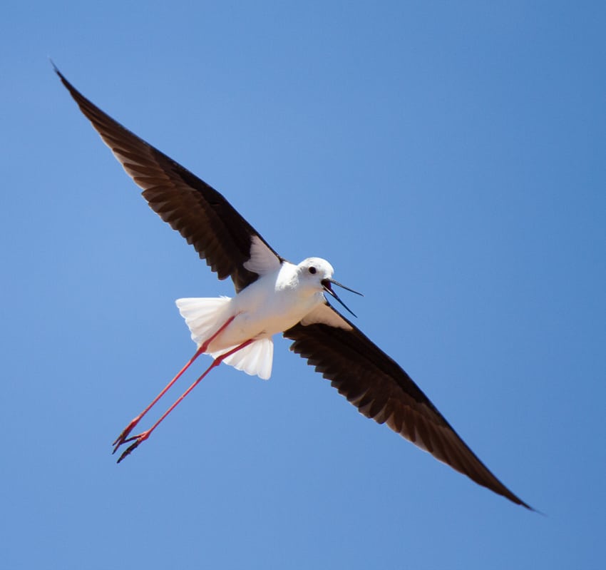 redshank flying over the boat during a birdwatching tour in faro