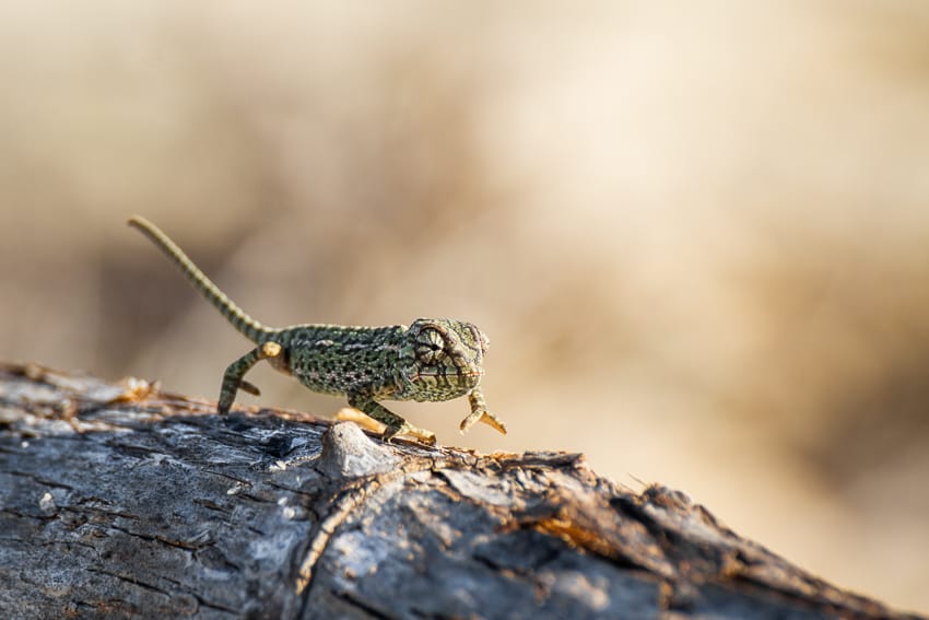 chameleon in deserta island found during a ria formosa boat tour