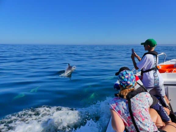 family dolphin watching experience