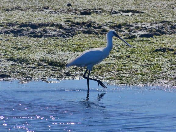 spoonbill seen during a birdwatching tour in Ria Formosa faro