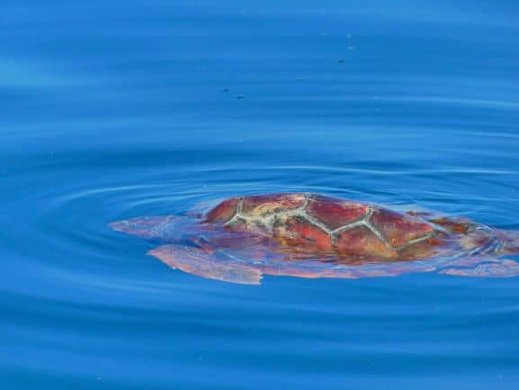 tartarugafaro