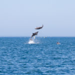 Dolphins jumping during a dolphin tour in Faro by Ocean Vibes Algarve