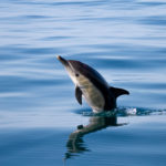 common dolphin calve spotted during a dolphin watching boat tour in the algarve by ocean vibes