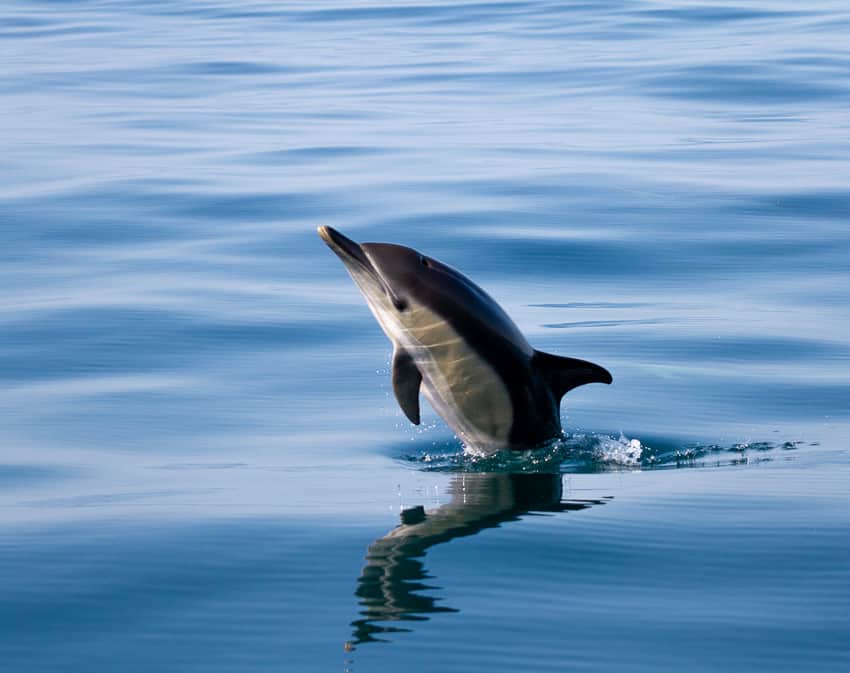 common dolphin calve spotted during a dolphin watching boat tour in the algarve by ocean vibes