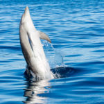 Bottlenose dolphin leaping during a dolphin and whale watching tour in the algarve