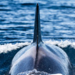 Orca spotted during a dolphin tour in faro algarve