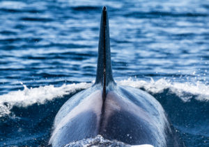 Orca spotted during a dolphin tour in faro algarve