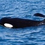 orcas in the algarve during a dolphin watching in faro