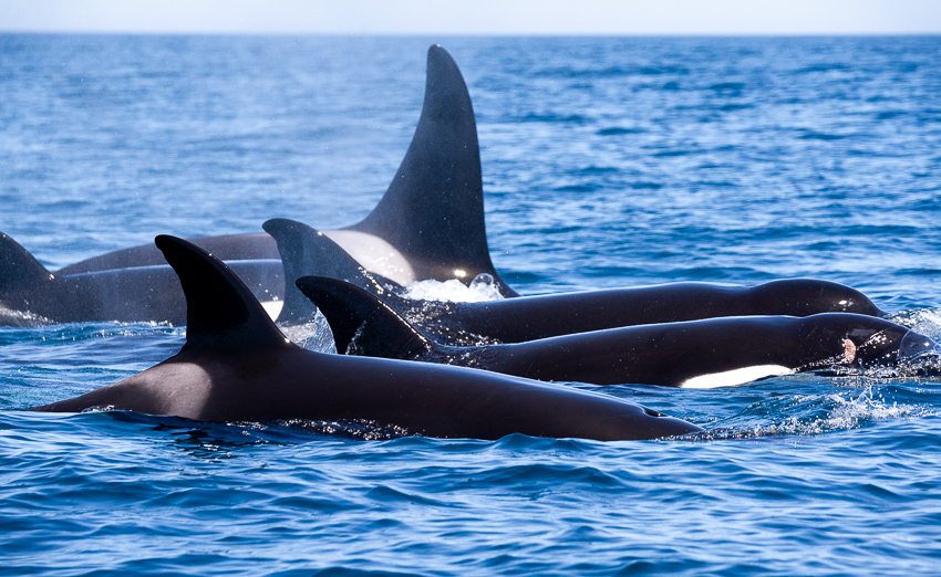 orcas durante um passeio de observação de golfinhos no algarve em faro