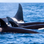 Orcas in Faro during a dolphin watching tour in Faro Portugal