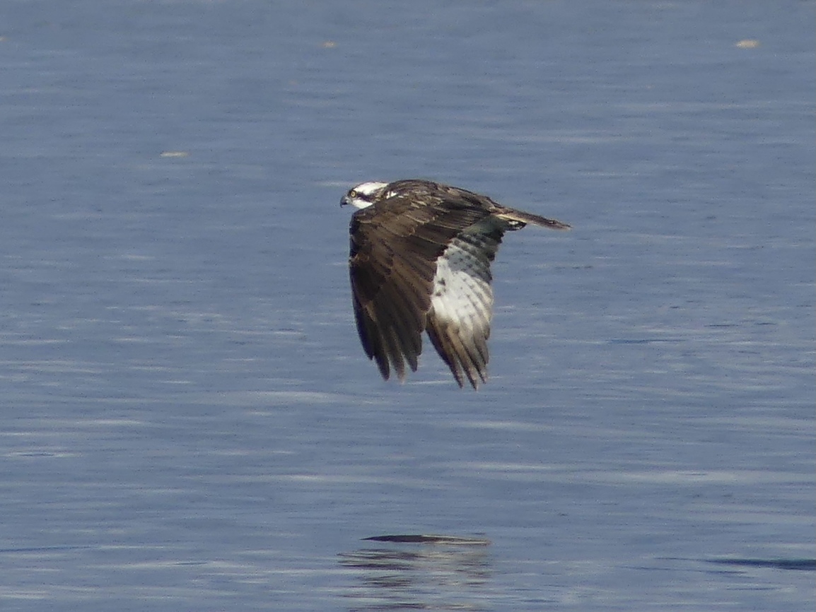 osprey flying over Ria formosa channels during a birdwatching tour