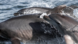 pod of bottlenose dolphins at a dolphin watching cruise in Faro