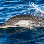 Striped dolphin spotted during a dolphin boat tour by ocean vibes algarve