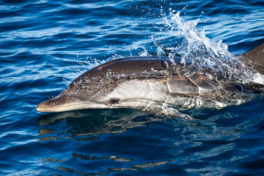 Striped dolphin spotted during a dolphin boat tour by ocean vibes algarve