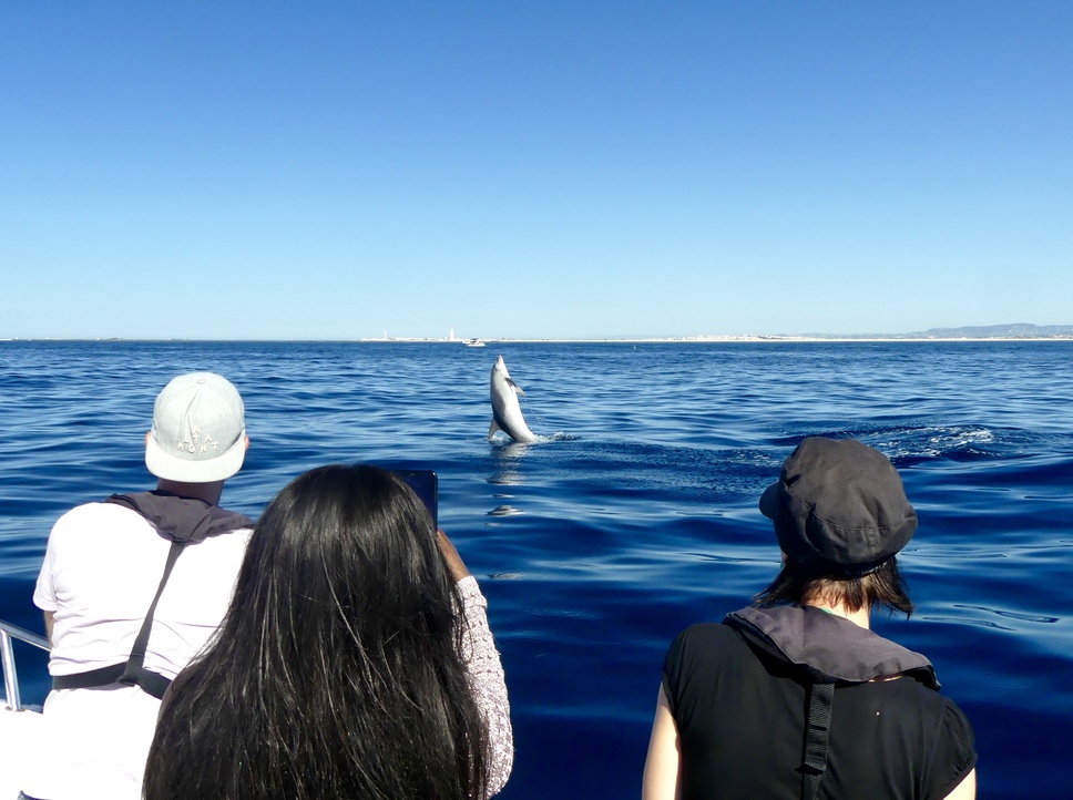 wild dolphins breaching during a dolphin trip from faro portugal