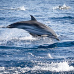 striped dolphin leaping during a dolphin watching tour in faro algarve