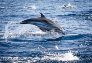 striped dolphin leaping during a dolphin watching tour in faro algarve