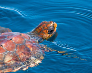 loggerhead turtle in april 2021 swimming in faro
