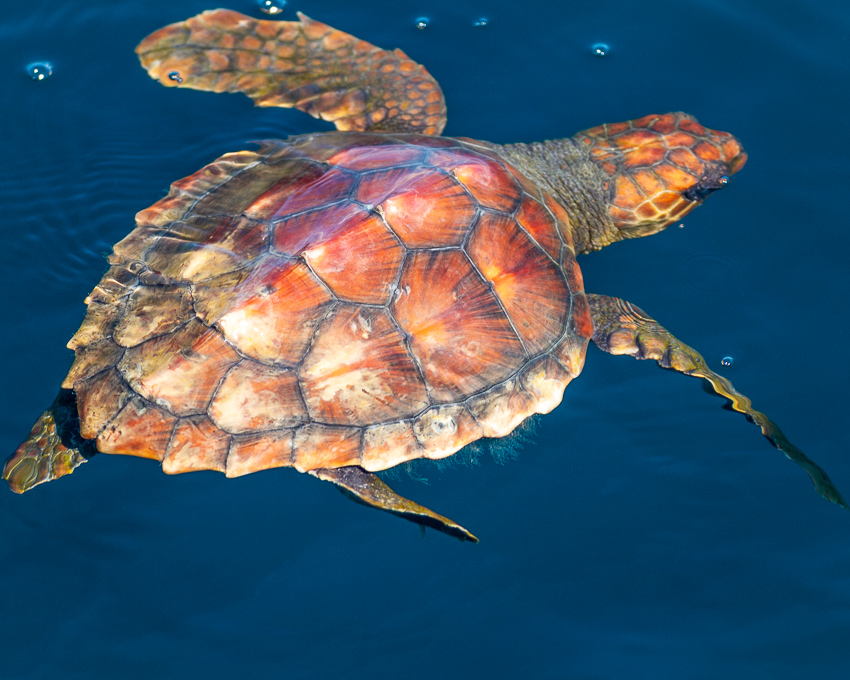 Turtle in Faro during a dolphin watching trip in algarve