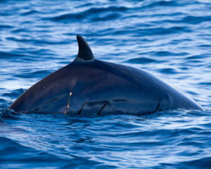 minke whale observed during a dolphin watching tour in the algarve