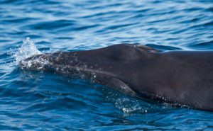 minke whale in front of faro spotted by biologists in a dolphing tour