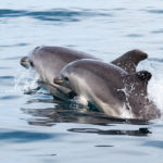 dolphin watching algarve boat tour