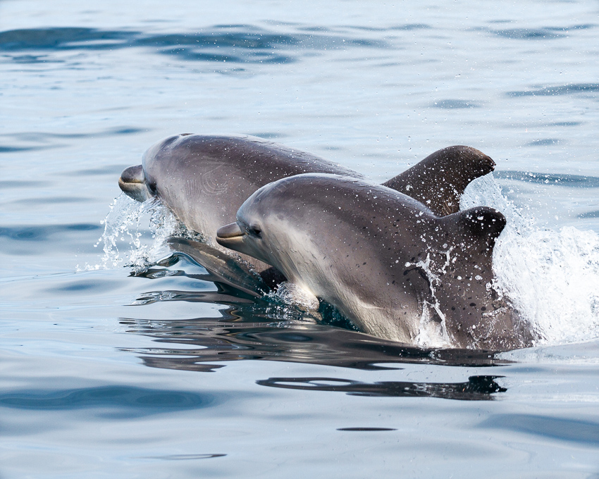 Bottlenose dolphins during a dolphin watching tour in Faro, Algarve by Ocean Vibes team