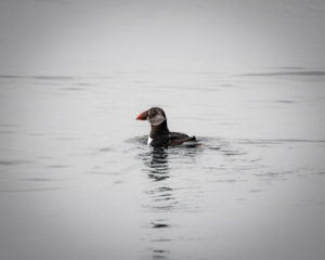 atlantic puffin during a winter dolphin watching in the algarve