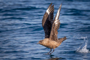 a great skua seen during a dolphin trip