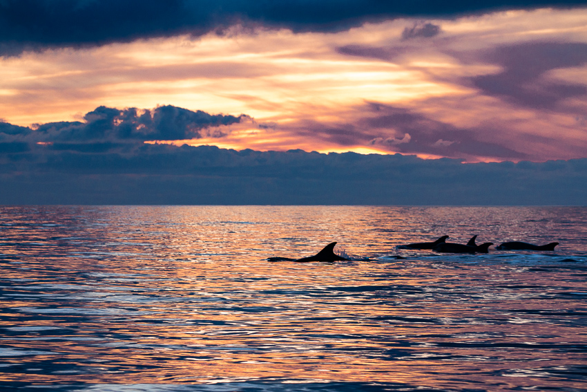dolphins at sunset during a dolphin sunset cruise in faro algarve