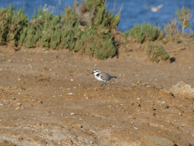 kentish plover in Faro spotted while birdwatching by boat in Ria Formosa