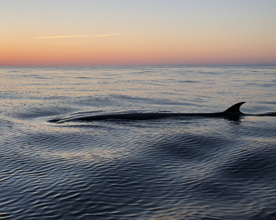 sei whale at sunset time in faro in a dolphin watching tour in the algarve