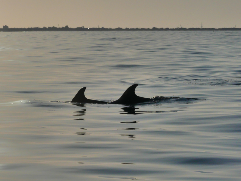 dolphins spotted during a sunset dolphin watching tour in faro algarve