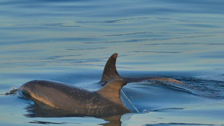 golfinhos ao por do sol em faro num passeio de observação de golfinhos