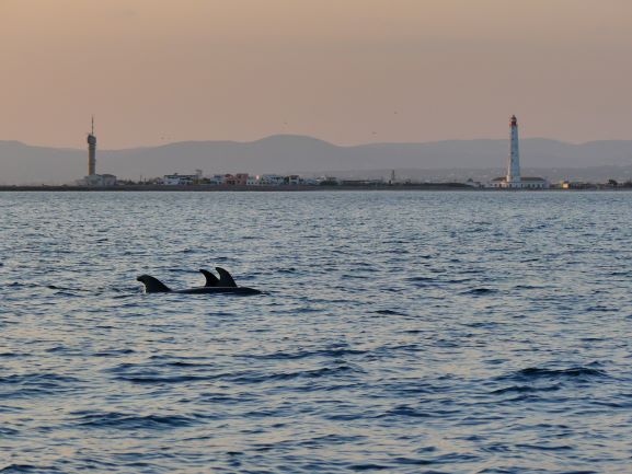 dolphins near Ria Formosa and Farol island during a sunset dolphin cruise in Faro