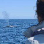 Person watching a fin whale