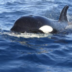 Orca surfacing in south Portugal