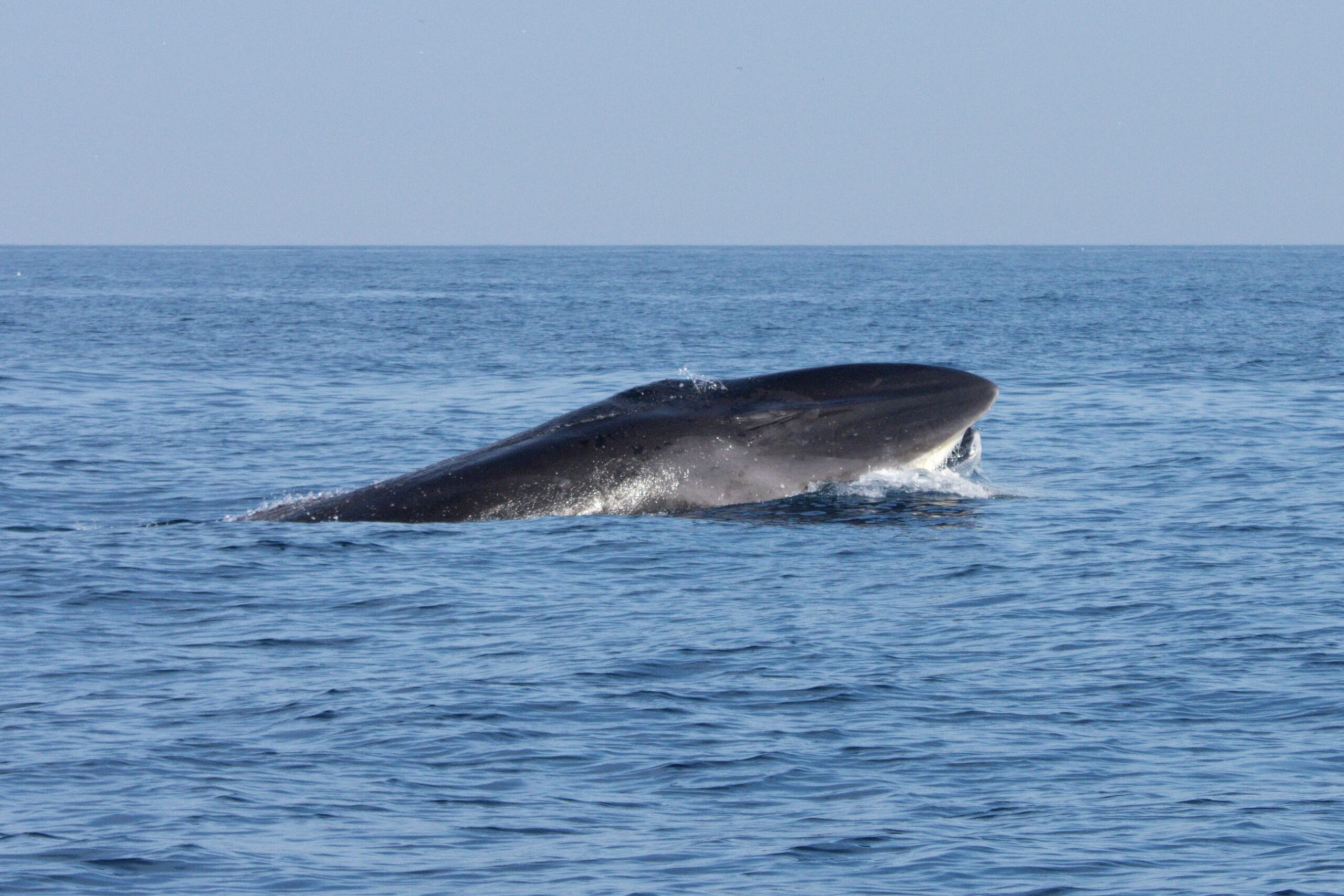 Fin whale feeding in Faro