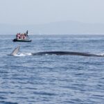 Our boat with a fin whale