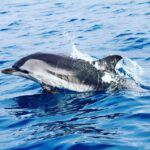 Striped dolphin