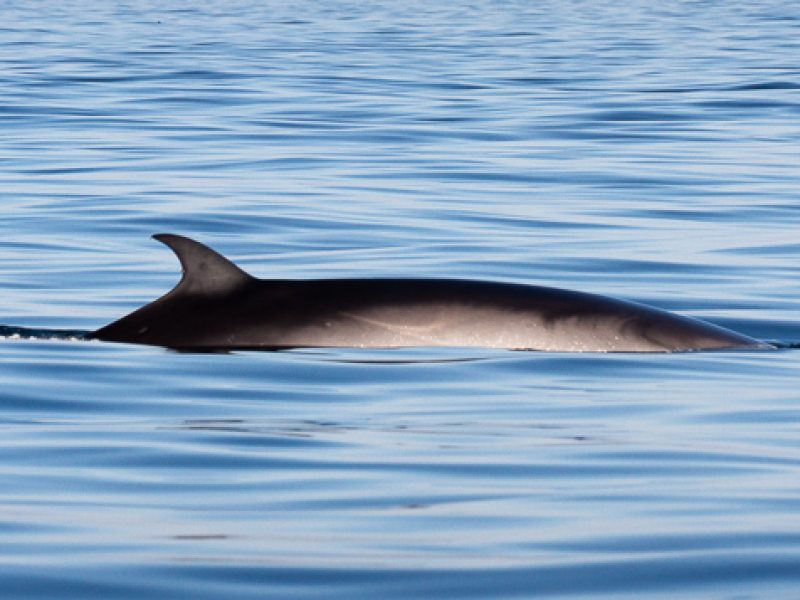 sei whale during a dolphin watching trip in faro